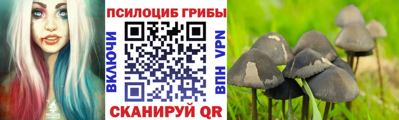 где можно купить наркотик  Курган  кракен ССЫЛКА  Псилоцибиновые грибы Psilocybine cubensis 